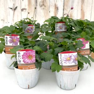 予約販売 シュウメイギク 苗 花笠祭り 9〜1...の詳細画像4