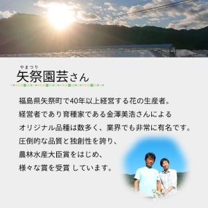 予約販売 シュウメイギク 苗 花笠祭り 9〜1...の詳細画像5