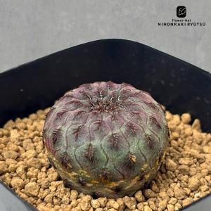 caサボテン スルコレブチア 紫ラウシー 実生 サボテン 7.5cmポット