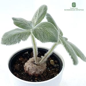 多肉植物 hmシンニンギア レウコトリカ 断崖の女王 多肉植物 コーデックス 6cmポット