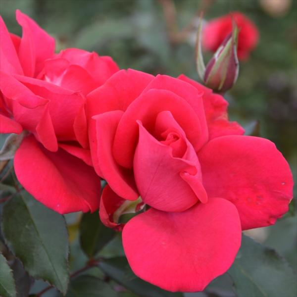観葉植物・多肉植物の通販【フラワーネット日本花キ流通 Yahoo