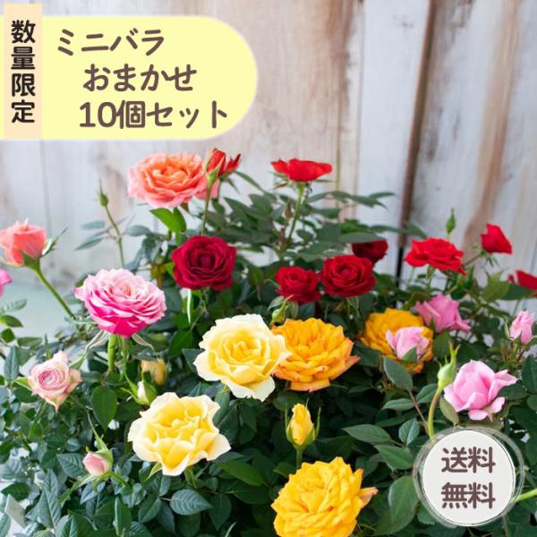 【数量限定！1ポット298円】 ミニバラ 10品種 10個セット 3号ポット おまかせ 福袋 送料無...