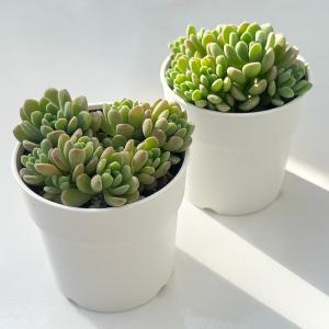 多肉植物 hmセダム ばらまきスプリングワンダ...の詳細画像1
