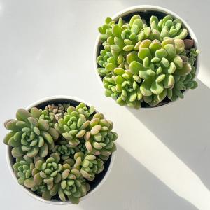 多肉植物 hmセダム ばらまきスプリングワンダ...の詳細画像2