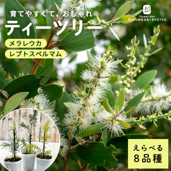 選べるティーツリー 9cmポット メラレウカ ハーブ苗 Herb オージープランツ 苗木 花木 gh...