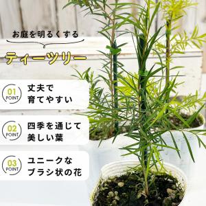 選べるティーツリー 9cmポット メラレウカ ...の詳細画像1