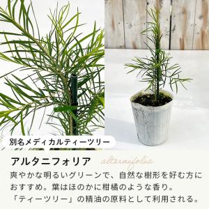 選べるティーツリー 9cmポット メラレウカ ...の詳細画像3