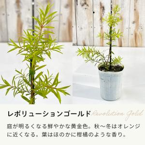 選べるティーツリー 9cmポット メラレウカ ...の詳細画像5