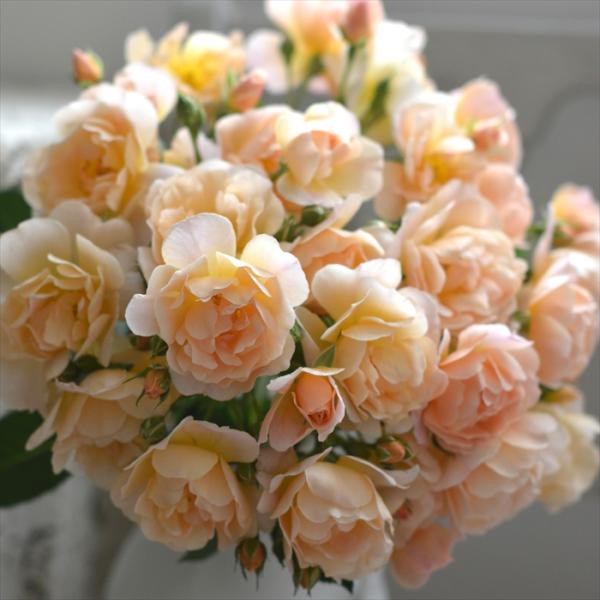 観葉植物・多肉植物の通販【フラワーネット日本花キ流通 Yahoo