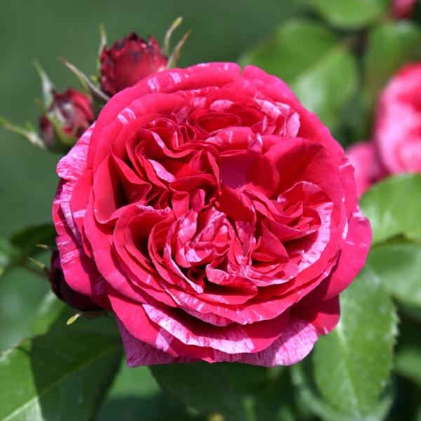 予約販売 バラ 苗 バラ 新苗 デルバール ベルトモリゾ 品種登録出願中 四季咲き 薔薇 ばら 送料...