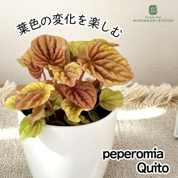 観葉植物 cot ペペロミア キト 3.5号鉢 観葉植物 小型 小さい 室内 贈り物 プレゼント イ...