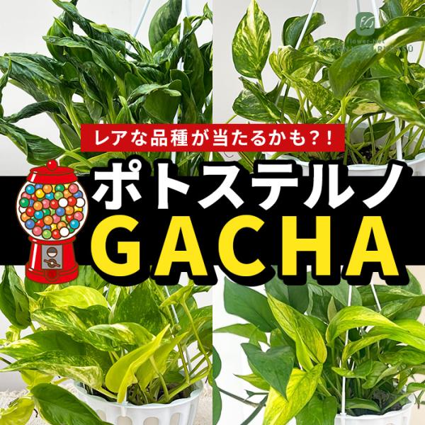 【お客様感謝祭】観葉植物 ポトス テルノ ガチャ 5号鉢 吊り鉢 吊り下げ ハンギング 観葉植物 室...