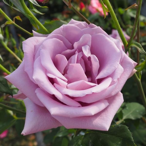 予約販売 バラ 苗 バラ 新苗 大輪 ブルーナイル 四季咲き 薔薇 ばら 紫 tros 4月中旬以降...