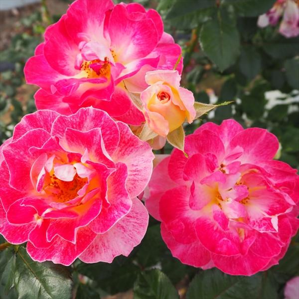 予約販売 バラ 苗 バラ 新苗 中輪 シャンパンカクテル 木立性 四季咲き 薔薇 ばら ピンク tr...