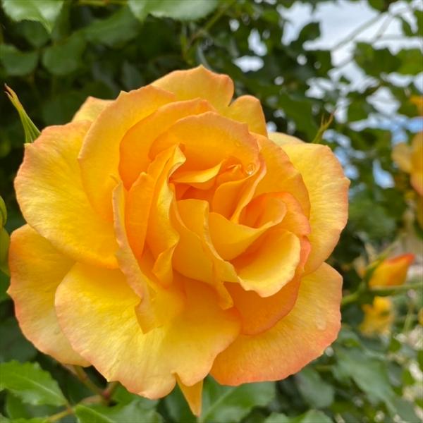 予約販売 バラ 苗 バラ 新苗 つるバラ サハラ98 薔薇 ばら 黄色 tros 4月中旬以降発送