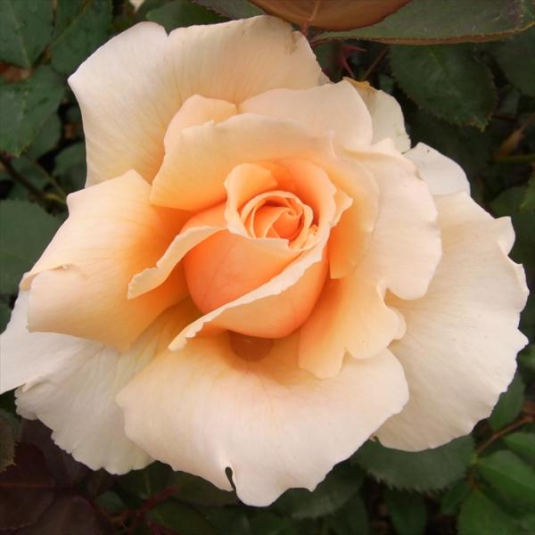 予約販売 バラ 苗 バラ 新苗 大輪 ジャストジョイ 四季咲き 薔薇 ばら オレンジ アプリコット ...