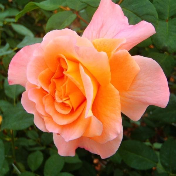 予約販売 バラ 苗 バラ 新苗 大輪 アウグスタルイーゼ 四季咲き 薔薇 ばら ピンク tros 4...