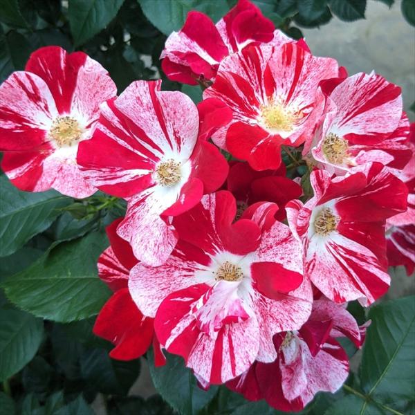 予約販売 バラ 苗 バラ 新苗 コルデス シムサラビン! 品種登録出願中 薔薇 ばら 送料無料 京成...