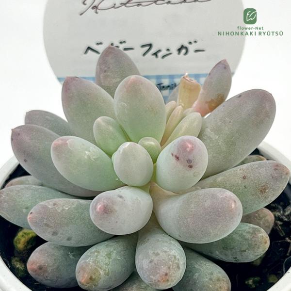 多肉植物 Hitotabaパキフィツム ベビーフィンガー 多肉植物 ヒトタバさん苗 セパキフィツム ...