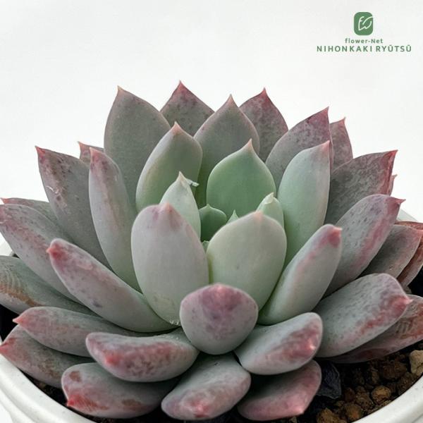 多肉植物 hmパキベリア ベビーフィンガー×クリッシーNライアン 多肉植物 パキベリア 6cmポット