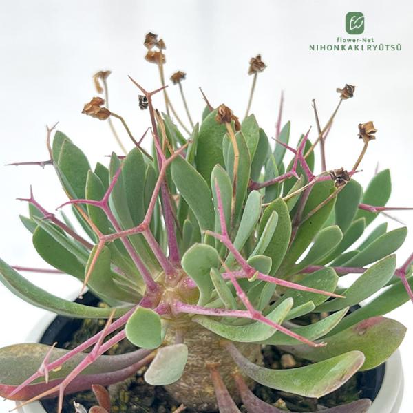 多肉植物 hmオトンナ ユーフォルビオイデス 多肉植物 オトンナ 6cmポット