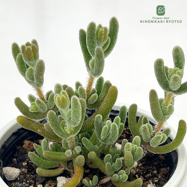 多肉植物 hmドロサンテマム レッドダイヤモンド 多肉植物 ドロサンテマム 6cmポット