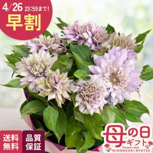母の日 ギフト 花 クレマチス はるかすみ 5号鉢 早割 送料無料 母の日 プレゼント 鉢植え 日本花キ流通