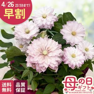 母の日 ギフト 花 クレマチス 春姫 5号鉢 早割 送料無料 母の日 プレゼント 鉢植え 日本花キ流通