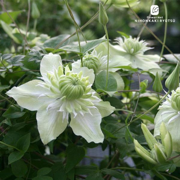 予約販売 クレマチス 苗 白万重 フロリダ系 四季咲き 杉本さんのクレマチス 3号ポット sugi ...