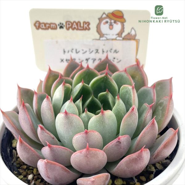 多肉植物 plkエケベリア トバレンシストバル×セクンダアクトパン 多肉植物 パルクさん苗 送料無料...