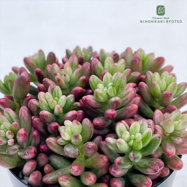 多肉植物 seセダム オーロラ 信華園さんの苗 7.5cmポット