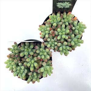 多肉植物 seセダム 乙女心 信華園さんの苗 ...の詳細画像2