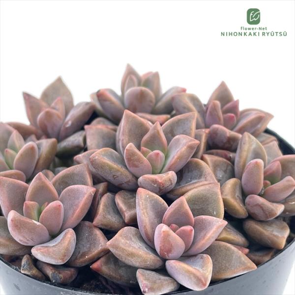 多肉植物 seグラプトペタルム ブロンズ姫 信華園さんの苗 7.5cmポット