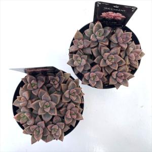 多肉植物 seグラプトペタルム ブロンズ姫 信...の詳細画像2