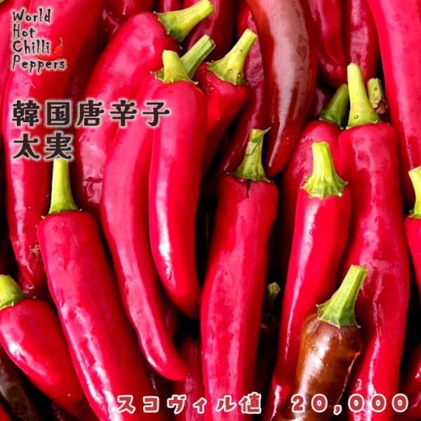 予約販売 トウガラシ苗 韓国唐辛子 太実 9cmポット 唐辛子 とうがらし 野菜苗 家庭菜園 nft...