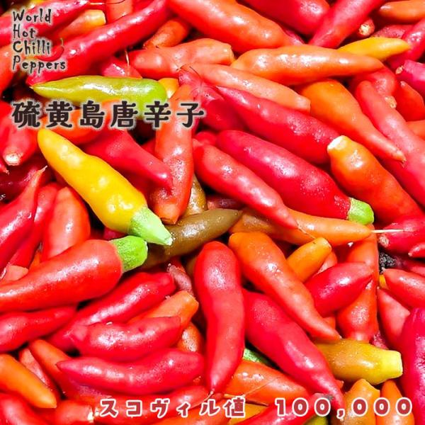 予約販売 トウガラシ苗 硫黄島唐辛子 9cmポット 唐辛子 とうがらし 野菜苗 家庭菜園 nft 5...