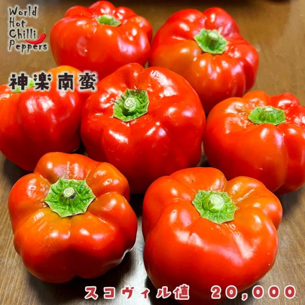 予約販売 トウガラシ苗 神楽南蛮 9cmポット 唐辛子 とうがらし 野菜苗 家庭菜園 nft 5月下...