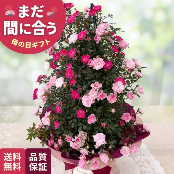 爆買 母の日 ギフト 花 バラ 2色植え タワー 5号鉢 早割 送料無料 母の日 プレゼント 鉢植え...
