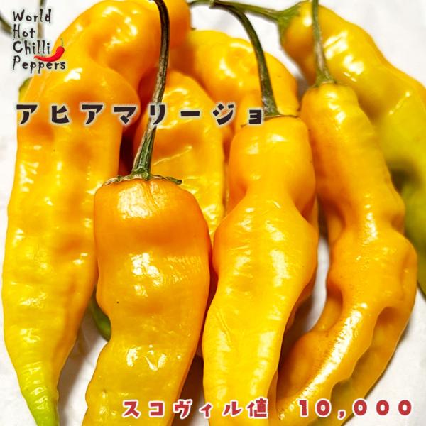 予約販売 トウガラシ苗 アヒアマリージョ 9cmポット 唐辛子 とうがらし 野菜苗 家庭菜園 nft...