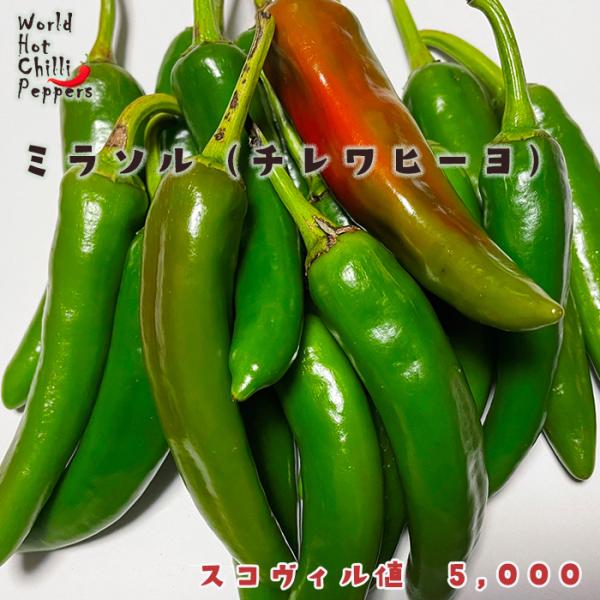 予約販売 トウガラシ苗 ミラソル 9cmポット 唐辛子 とうがらし 野菜苗 家庭菜園 nft 5月下...