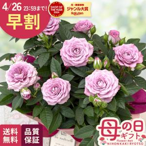 母の日 ギフト 花 ミニバラ インプルーブドブルーコルダーナ 5号鉢 早割 送料無料 母の日 プレゼント 鉢植え バラ 日本花キ流通