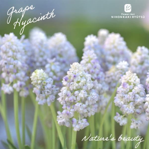 予約販売 ムスカリ 苗 ネイチャーズビューティー 5球植え 10.5cmポット 大和園プレミアムセレ...