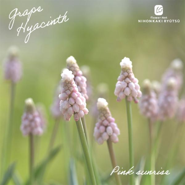 予約販売 ムスカリ 苗 ピンクサンライズ 5球植え 10.5cmポット 大和園プレミアムセレクション...