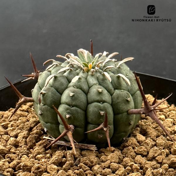 多肉植物 caユーフォルビア 群星冠 7.5cmポット 送料無料 多肉植物 ユーフォルビア コーデッ...