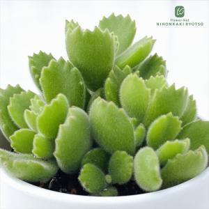 多肉植物 caコチレドン 熊童子 クマドウジ 多肉植物 インテリア コチレドン 3.5号鉢