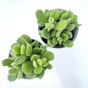 多肉植物 caコチレドン 熊童子 クマドウジ ...の詳細画像2