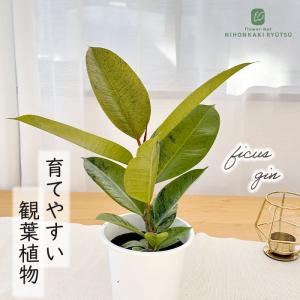 観葉植物 斑入りフィカス ジン ゴムの木 4号鉢 観葉植物 小型 小さい 室内 贈り物 プレゼント インテリア おしゃれ koe