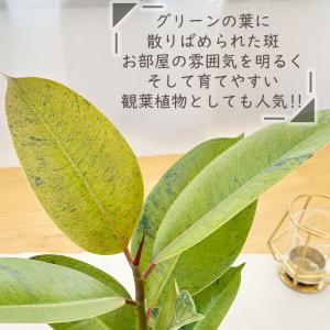 観葉植物 斑入りフィカス ジン ゴムの木 4号...の詳細画像1