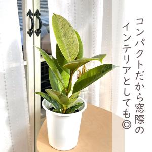 観葉植物 斑入りフィカス ジン ゴムの木 4号...の詳細画像2