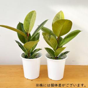 観葉植物 斑入りフィカス ジン ゴムの木 4号...の詳細画像3